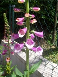 Digitalis